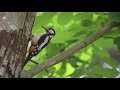 Great Spotted Woodpecker, Dendrocopos major