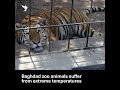 Baghdad Zoo Animals Suffer From Extreme Heatwave Temperatures 