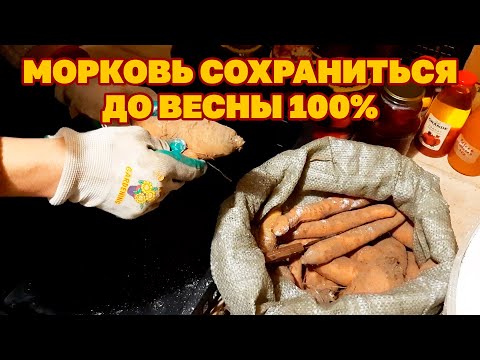 ХРАНЕНИЕ МОРКОВИ БЕЗ ПОТЕРЬ ВСЮ ЗИМУ ДО СЛЕДУЮЩЕГО УРОЖАЯ