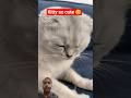 #cat #funny #animals #pets #cats #petsrule