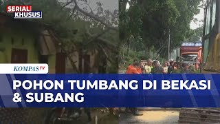 Angin Kencang & Hujan Deras, Pohon Tumbang Timpa 5 Rumah | SAPA PAGI