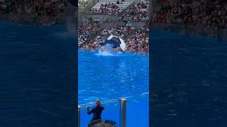 Makaios Backdive 4222023