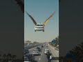 #youtube shorts #Animated video # flying