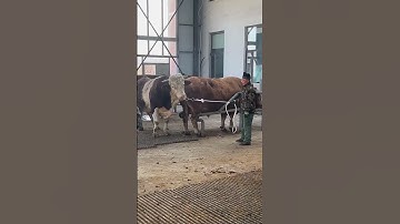 I paired this one at the beginning and I paired it again for the second nest344