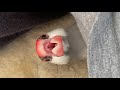 人の服の中を自分の巣だと思い込む文鳥 あずき Java sparrow