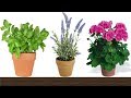 Where Can I Buy Lavender Plants Near Me