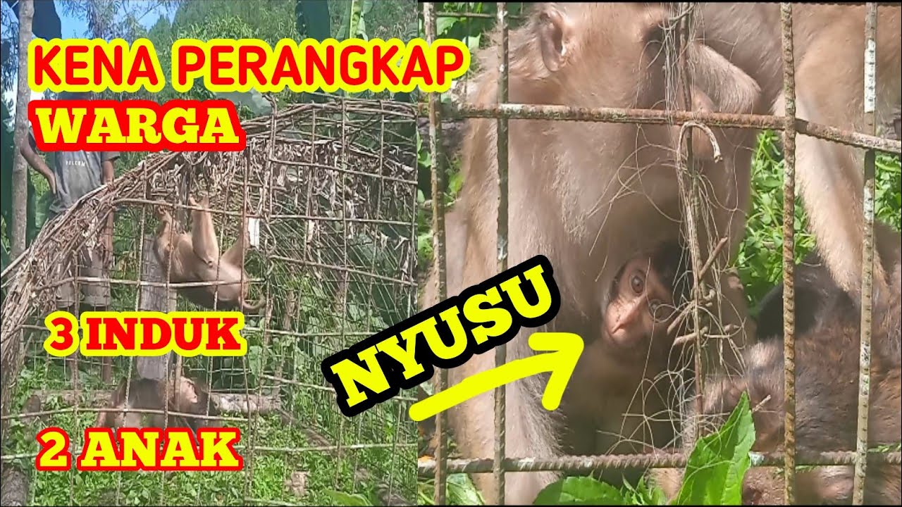 KELUARGA MONYET LUCU MENYUSUI TERKENA JEBAKAN OLEH WARGA || Monkey funny