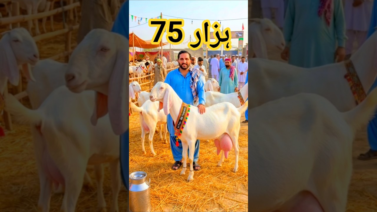 Nature's Masterpiece: The Gorgeous Gulabi Goat 💕