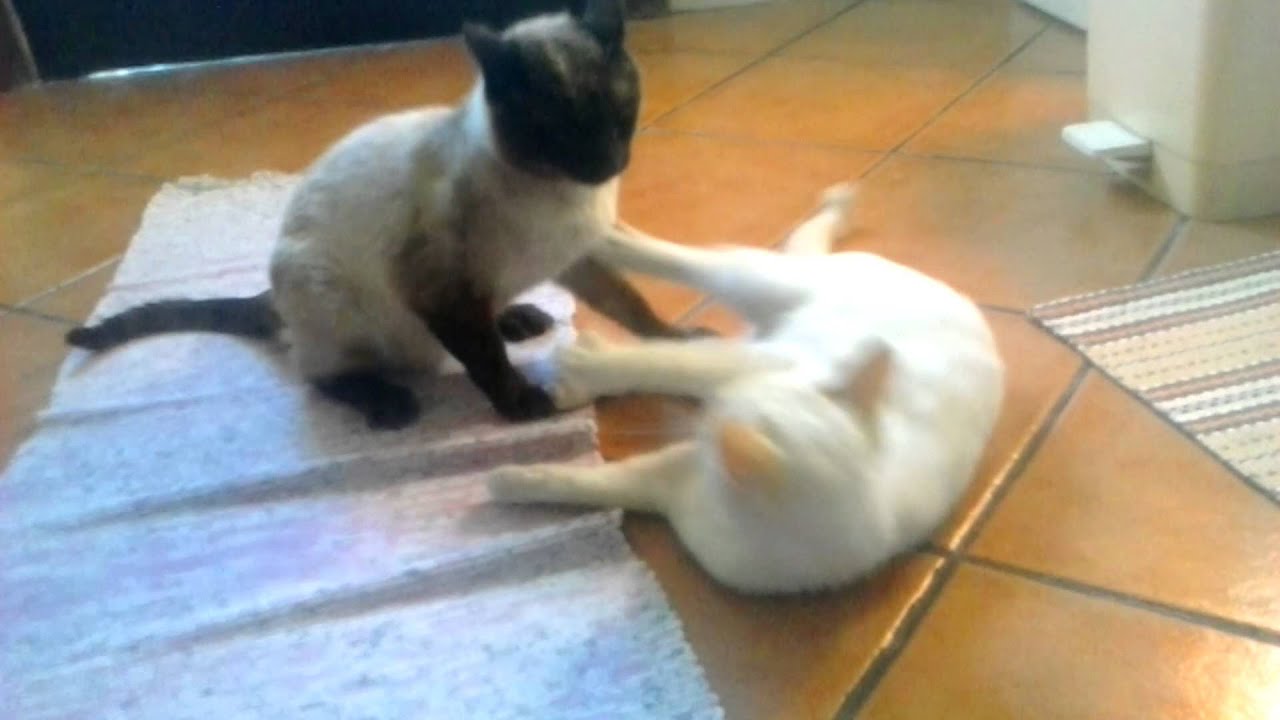 Top Cat Videos Epic Cat Fight Real Cat Fight Funny Cat Fight YouTube