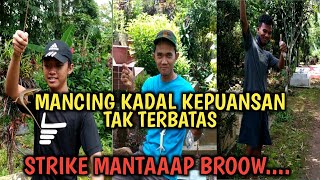 CARA TERMUDAH MENANGKAP KADAL KEBUN || MANCING KADAL SAWAH