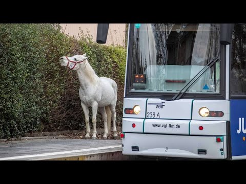 Pferd Jenny spaziert durch Frankfurt