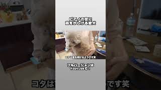 何の音？首をかしげる虎太郎 #shorts  #dog #犬のいる生活 #トイプー