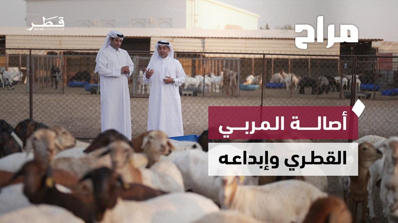 رحلة في عالم الحلال من التهجين وتطوير السلالات وتحسين الإنتاج الحيواني في قطر | برنامج مراح