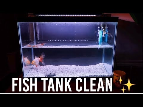 Kako čistim svoj rezervoar za zlatnu ribicu