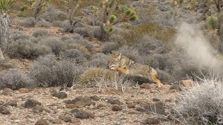 4 Shotgun Coyotes *Guided Coyote Hunt day 1