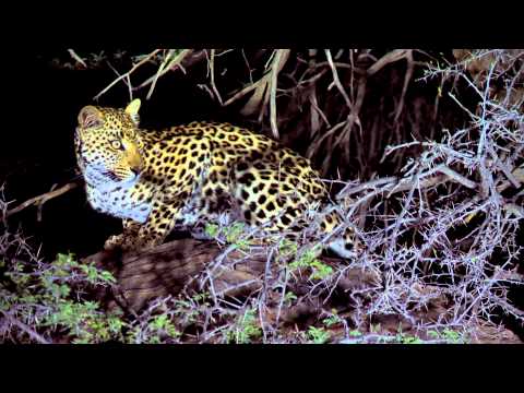 The Dark Side of the Kalahari - A Leopards tale