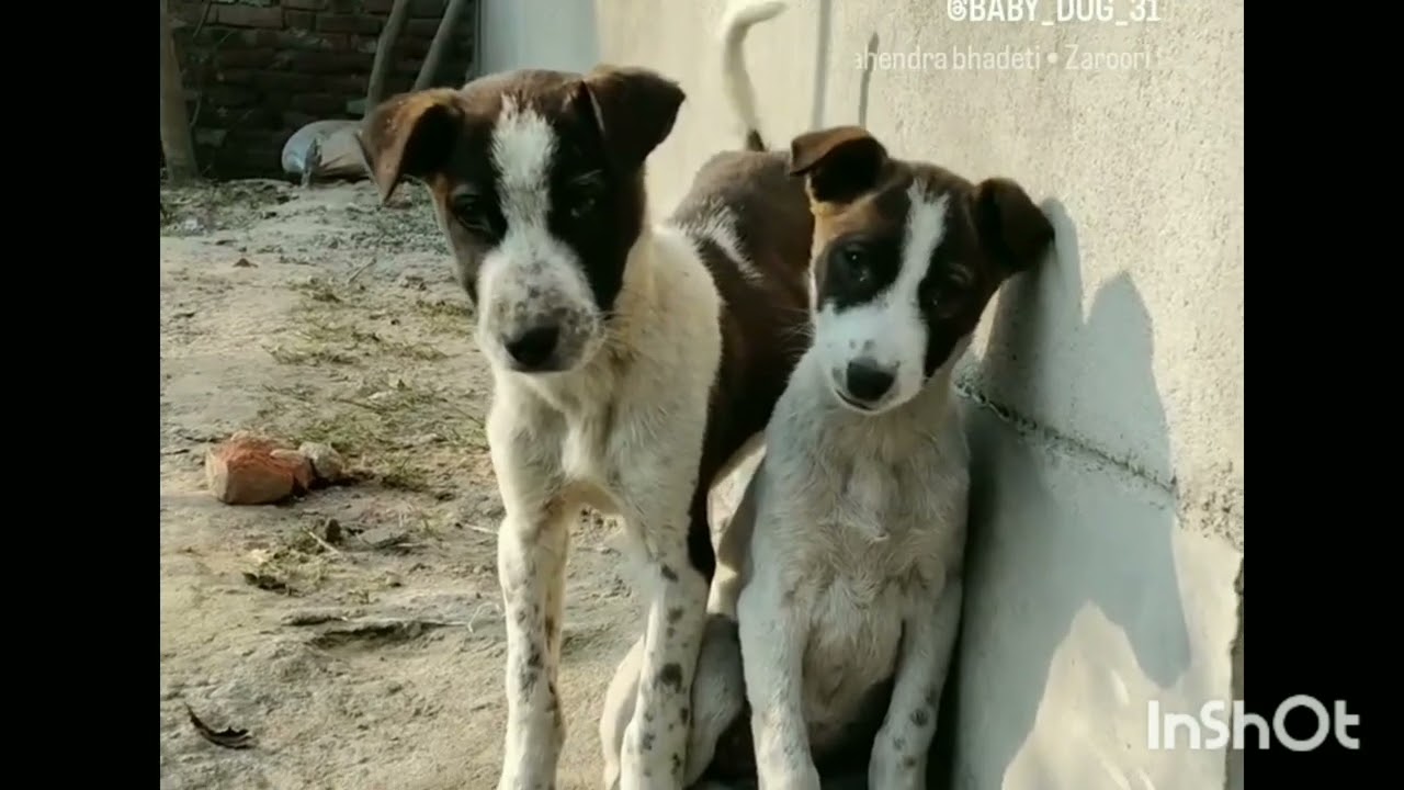 Dog emotional video dog sad moments 😭😭 cute puppy status cute puppy emotional video 