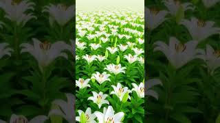 Infinite fields of lilies blooming in quiet grace. 🌿 #LilySerenity #WhiteBloom #FieldOfDreams