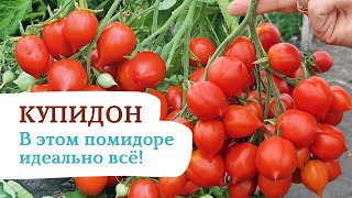 Купить семена Помидор Купидон — от НПО Сады Росcии