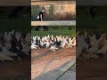 Любовь и голуби #2024 #music #сентябрь