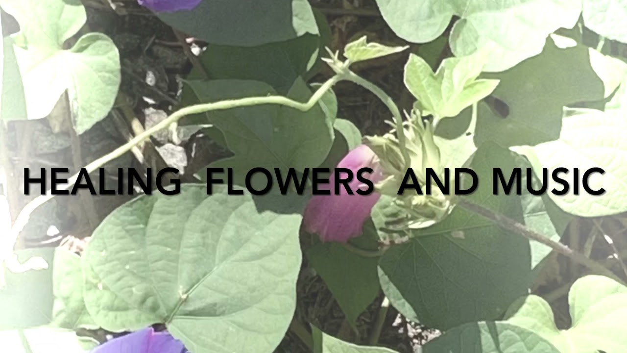 青い朝顔の花言葉 短い愛 儚い夢 癒しの花と音楽 Youtube 青い朝顔の花言葉 短い愛 儚い夢 癒しの花と音楽 Youtube