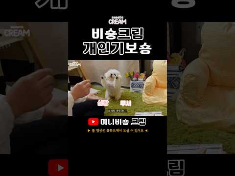 강아지 비숑 개인기 뽐내기 #강아지개인기