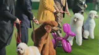 ABC2 Ident: Dog Show (2013)