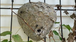 Bald Faced Hornet Nest Destruction | sting | swarm