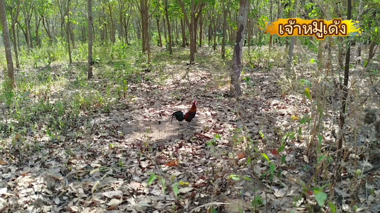 #ต่อไก่ป่าep165 #ของแปลก ไก่ป่าเดือยแฝดพึ่งเคยเห็นหมานๆ #chicken #birds #nature 