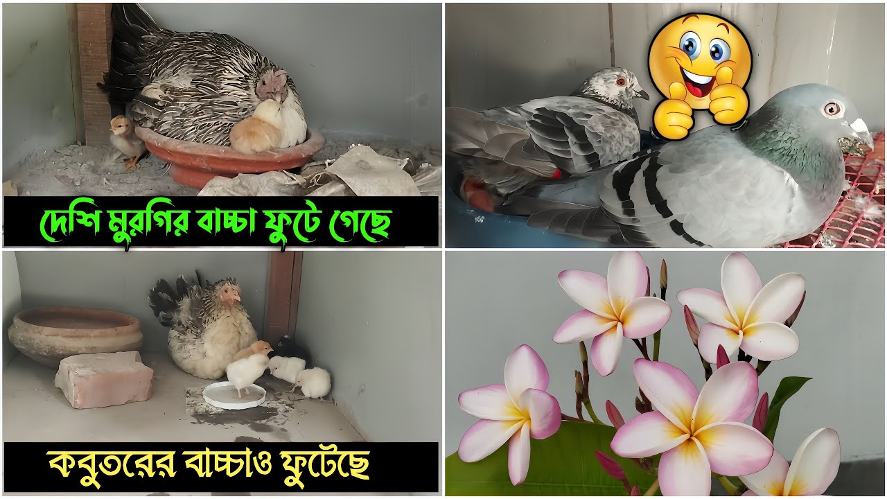 আলহামদুলিল্লাহ, দেশি মুরগির বাচ্চা ফুটে গেছে 🐣🐤 | কবুতরের বাচ্চাও ফুটেছে | 