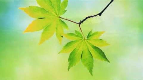 Surah 93 Ad Duhaa Pashto. سورة الضحى د پښتو ژباړی سره