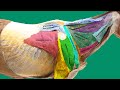 Muscles of the neck and shoulder girdle part 1