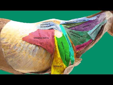 Muscles of the neck and shoulder girdle part 1