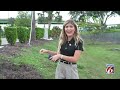 Wild hog sightings have Lake Nona neighbors on edge