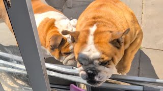 Is it just my dogs that act like this? 🤔