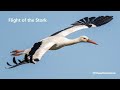 Flight of the stork  nature documentary