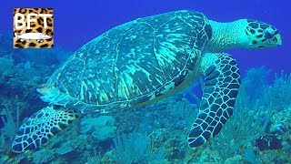 Turtle & Ray Paradise, Scuba diving Belize, Southwater Caye