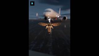 How This Bee Caused a Plane to Crash Into the Ocean 😱 #planecrash #factvideo How This Bee Caused a Plane to Crash Into the Ocean 😱 #planecrash #factvideo