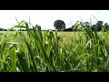 Grass in the Breeze live wallpaper - Wallpaper Engine