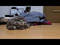 ぺちゃんこフクロウ