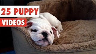 25 Puppy Videos Compilation 2017