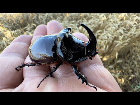 Böceğin parazitlerini temizledik 🦏 Gergedan böceğinin Detaylı görseli