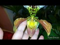 Орхидеи Азиаточки,❤️ как развиваются? Какие изменения? Как приняли пересадочку?