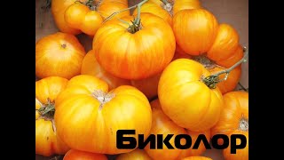 Томаты Биколор, полосатые (План 9, Мери Робинсон, Грейпфрут..)