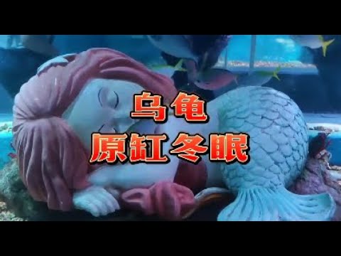 烏龜原缸過冬可以嗎？ 最簡單的烏龜冬眠方法