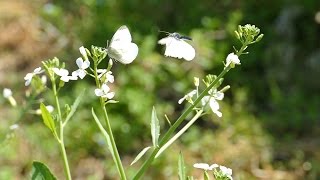 Cabbage White Butterfly - Slow Motion