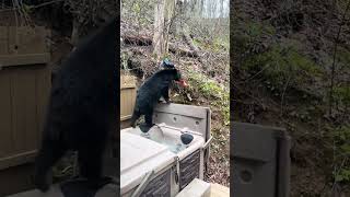 Bear Steals Gatorade From Porch