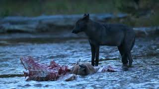 Black Wolf Pup Feeding in the Gibbon River - Yellowstone National Park
