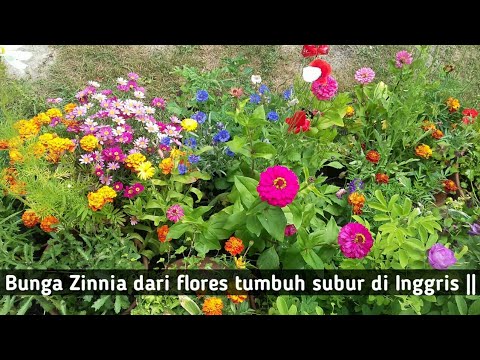 Usaha Budidaya Bunga Kertas Zinnia Pustakadunia Com