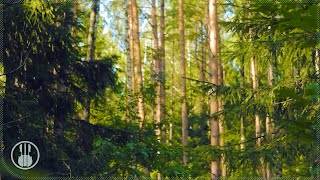 Summer Forest Birdsong - Relaxing Sounds of Nature - The Birds Singing 10 Hours